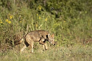 American Red Wolf