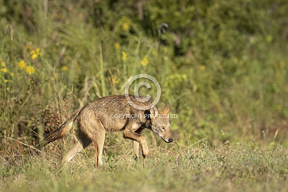 American Red Wolf