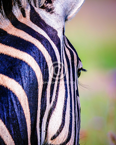 Zebra