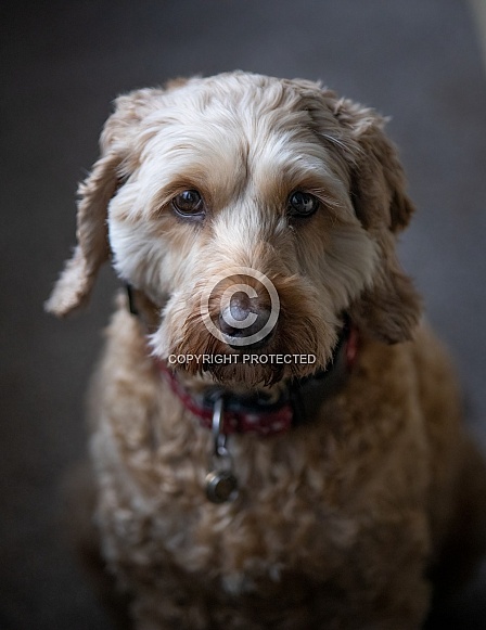 Cockapoo Portrait 1