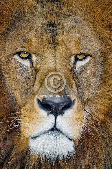 Close portrait of a male lion
