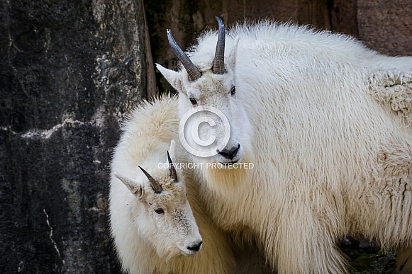 Mountain Goat