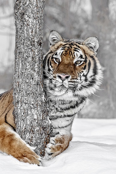 Siberian Tiger-Tree Huggin
