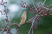 Cedar Waxwing (Bombycilla cedrorum)