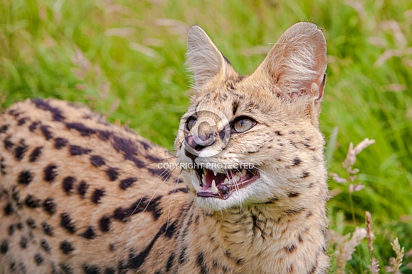 Serval Cat Serval Cat