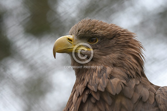 Sea Eagle