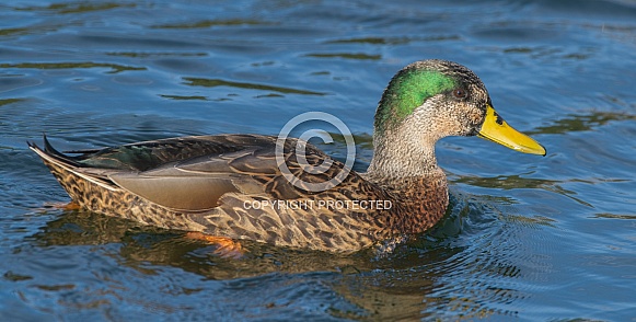 Mallard x Mottled Duck hybrid Anas platyrhynchos x fulvigula drake male swimming in lake or pond