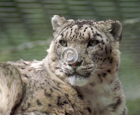 Snow Leopard