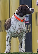 Brittany Spaniel