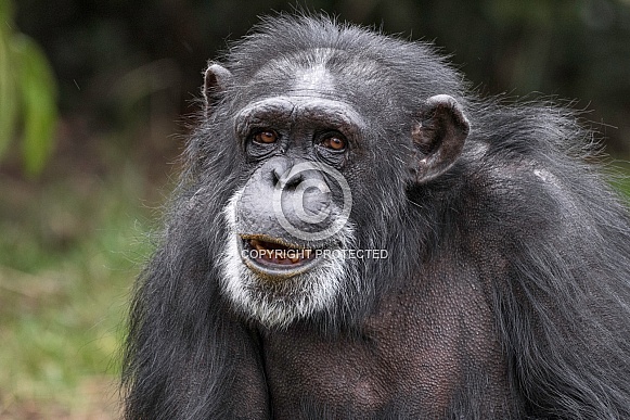 Chimpanzee Close Up Face Shot Chimpanzee Close Up Face Shot