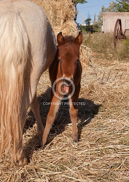 Equus caballus, horse, pony