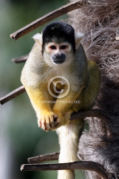 Bolivian Squirrel Monkey