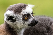 Baby Ring Tailed Lemur