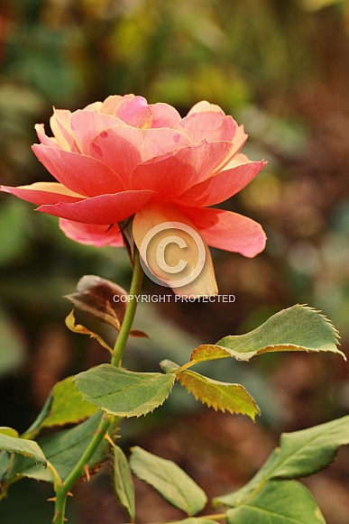 Orange and yellow rose Orange and yellow rose