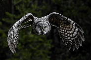 Great Grey Owl--Eye Contact