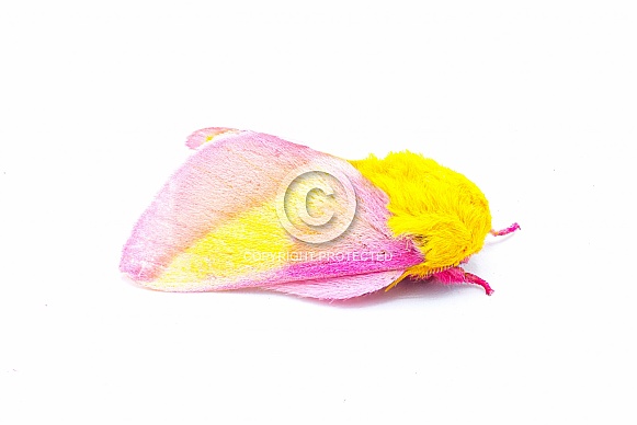Rosy maple silk moth - Dryocampa rubicunda - is a small North American moth in the family Saturniidae, also known as the great silk moths isolated on white background side profile view