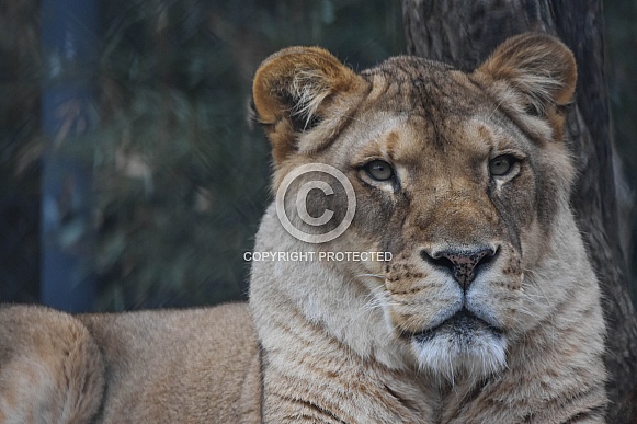 Lioness Lioness