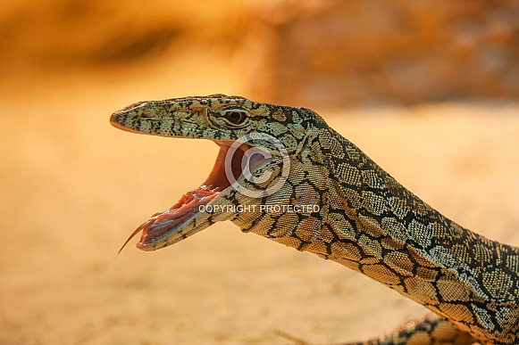 Perentie Monitor Lizard