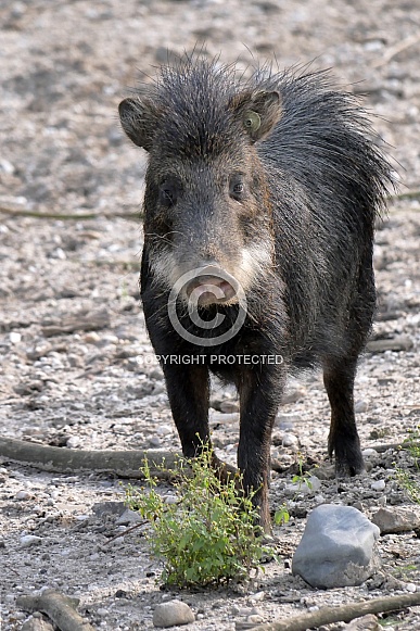 White Lipped Peccary White Lipped Peccary