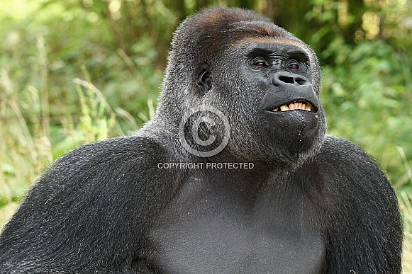 Western lowland Gorilla