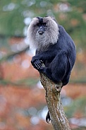 Lion-tailed macaque (Macaca silenus)