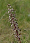 Lizard Orchid