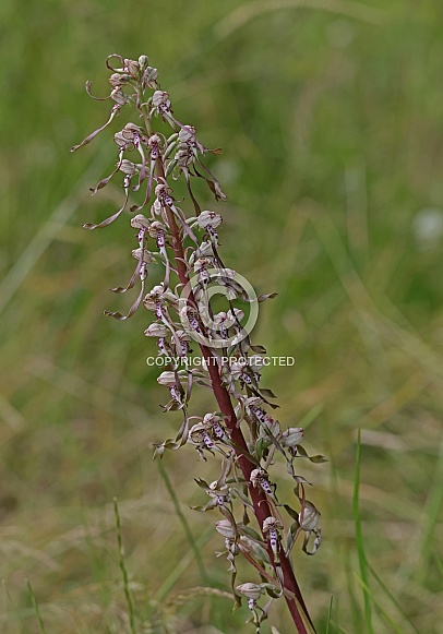 Lizard Orchid