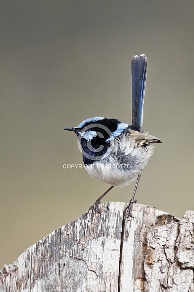 Superb fairy wren (wild)