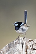 Superb fairy wren (wild)