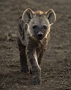 Hyena