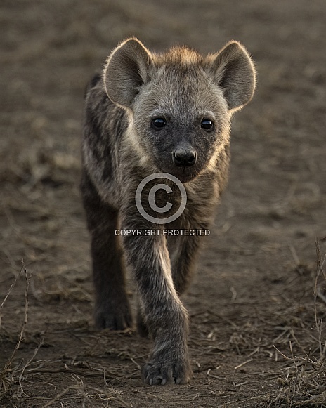 Hyena