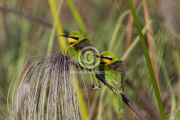 Little Bee-Eaters - Okavango Delta in Botswana