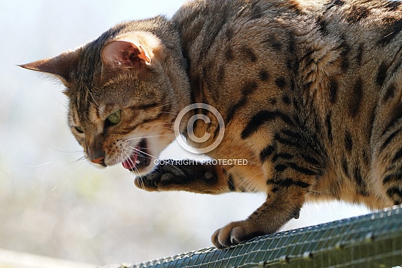 Domesticated Bengal Cat