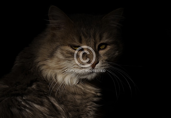 Cats