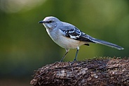 Northern Mockingbird