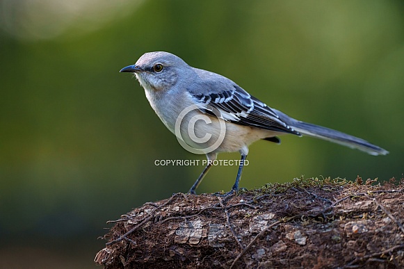 Northern Mockingbird