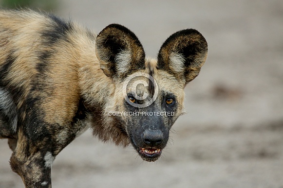 African Wild Dog (wild)