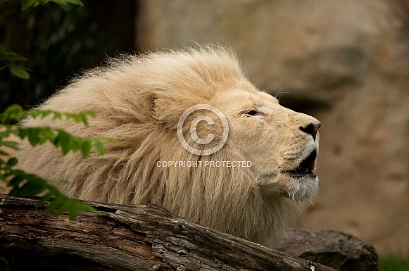 African White Lion African White Lion