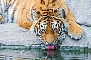 Amur Tiger