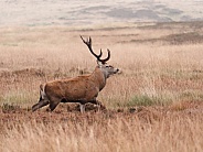 Red deer stag - walking, side on