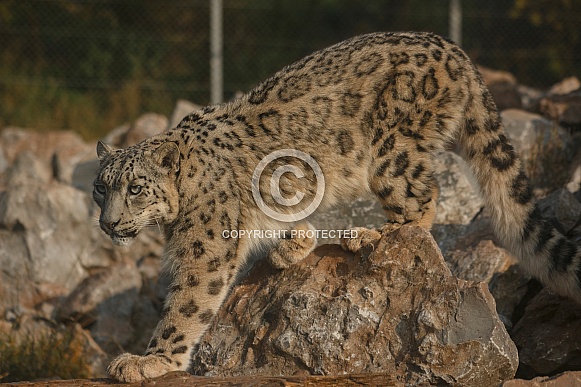 Snow Leopard Walking On Rocks