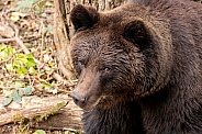 European Brown Bear Looking Up Towards Camera