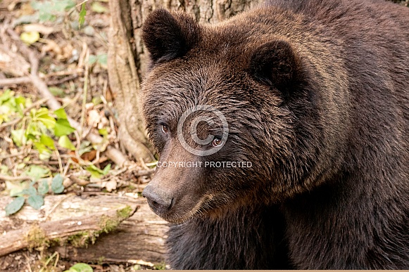 European Brown Bear Looking Up Towards Camera