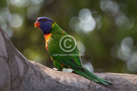Rainbow lorikeet Rainbow lorikeet