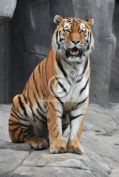 Siberian Tiger