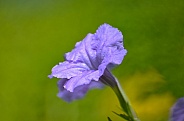 Ruellia Flower