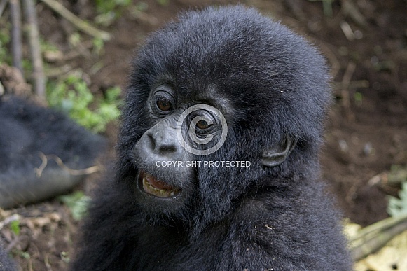 Wild infant Mountain Gorilla
