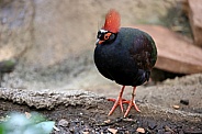Crested Partridge (Rollulus roulou)