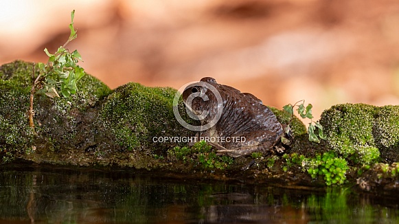 Red Spotted Toad, Anaxyrus punctatus Red Spotted Toad, Anaxyrus punctatus