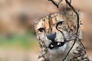 Cheetah chewing a stick.
